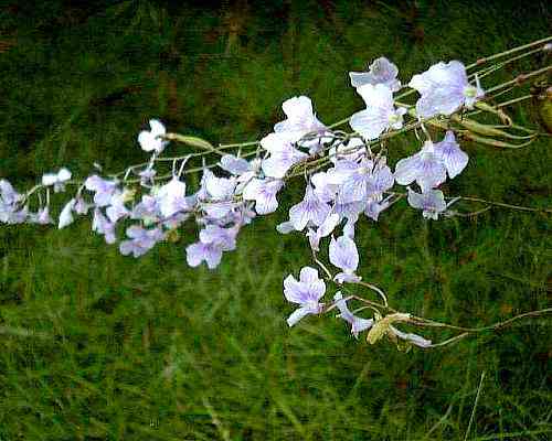 Ionopsis paniculata